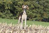 SALUKI 066